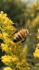 Apis mellifera