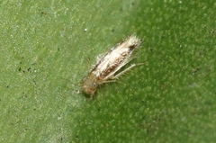 Echmepteryx madagascariensis