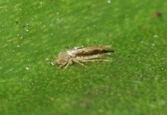 Echmepteryx madagascariensis