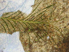Potamogeton robbinsii