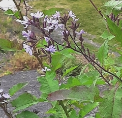 Cicerbita prenanthoides