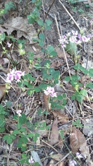 Lespedeza repens