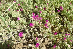 Drosanthemum ambiguum