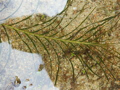 Potamogeton robbinsii