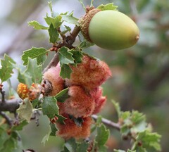 Andricus crystallinus