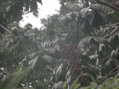 Toxicodendron vernicifluum