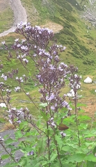 Cicerbita prenanthoides