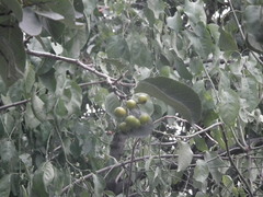 Ehretia dicksonii