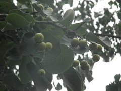 Ehretia dicksonii