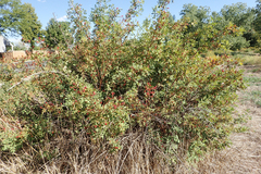 Rhus trilobata
