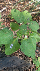 Heliotropium indicum