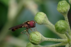 Melanostoma mellinum