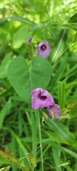 Ipomoea triloba