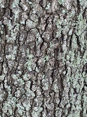 Myelochroa aurulenta