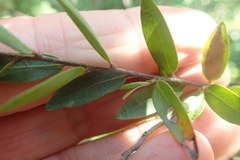 Diospyros glabra
