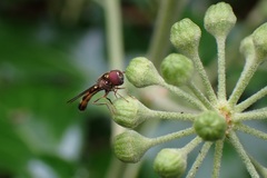 Melanostoma mellinum