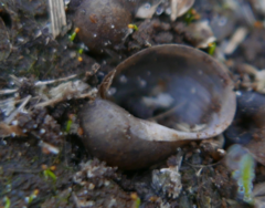 Radix auricularia