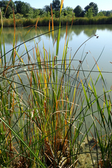 Schoenoplectus acutus