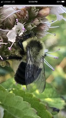 Bombus impatiens