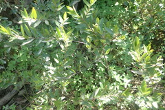 Diospyros glabra