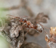 Formica francoeuri