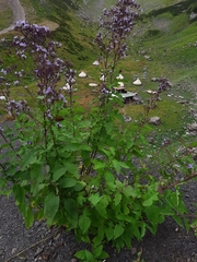 Cicerbita prenanthoides