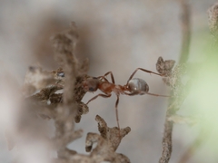 Formica francoeuri