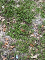 Spermacoce verticillata