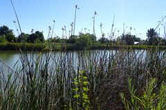 Schoenoplectus acutus