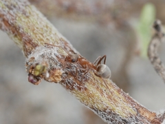 Formica francoeuri
