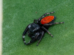 Phidippus carneus
