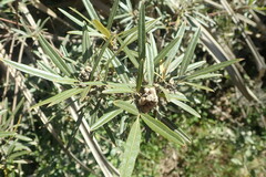 Searsia angustifolia