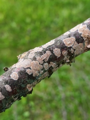 Corticium roseum