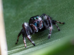 Phidippus carneus