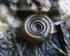 Bathyomphalus contortus