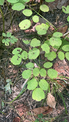Thalictrum pubescens