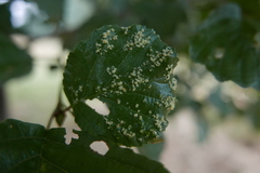 Acalitus brevitarsus