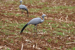 Anthropoides paradiseus