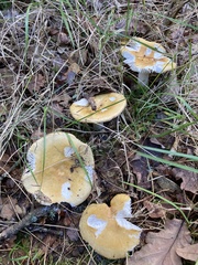 Russula claroflava