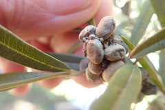 Searsia angustifolia