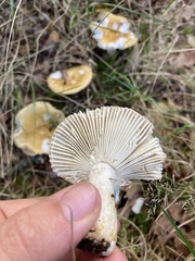 Russula claroflava