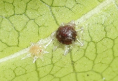 Ceroplastes stellifer