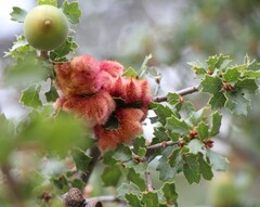 Andricus crystallinus