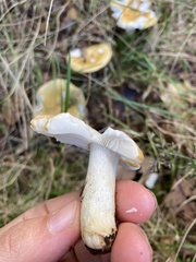 Russula claroflava