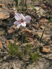 Gladiolus debilis