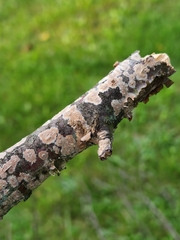 Corticium roseum
