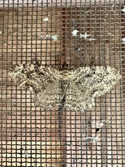 Rheumaptera meadii