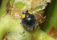 Apolinus lividigaster