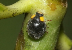 Apolinus lividigaster