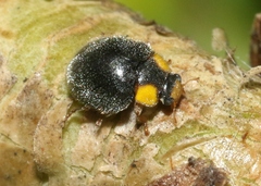 Apolinus lividigaster